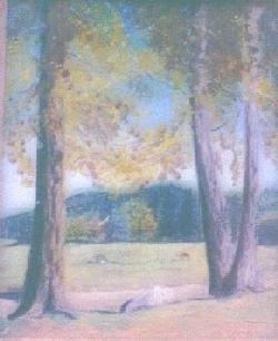 Trees in Fall